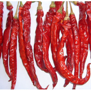 Природные новые культуры красный Chaotian Chili (GLY-071802)